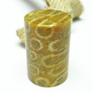 X tHbVR[  Ȃ ^u ΎX Fossil Coral   p[Xg[ VR _ [։ [M 1/10] 112-3891