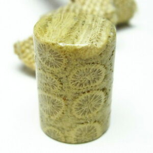 _|Cg10{ő3~OFF^ X tHbVR[  Ȃ Fossil Coral ΎX ^u   p[Xg[ VR _ [։ [M 1/10] 112-3896