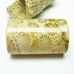 _|Cg10{5OFF^ X tHbVR[  Ȃ Fossil Coral ΎX ^u   p[Xg[ VR _ [։ [M 1/10] 112-3905