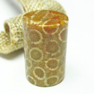 X tHbVR[  Ȃ ΎX Fossil Coral ^u   p[Xg[ VR _ [։ [M 1/10] 112-3910
