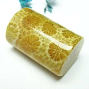 _|Cg10{5OFF^ X tHbVR[  Ȃ ^u ΎX Fossil Coral   p[Xg[ VR _ [։ [M 1/10] 112-3912