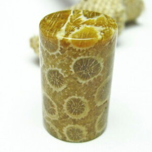 _|Cg10{ő3~OFF^ X tHbVR[  Ȃ ΎX Fossil Coral ^u   p[Xg[ VR _ [։ [M 1/10] 112-3913