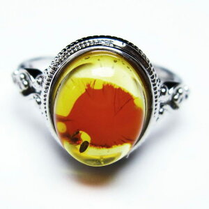 Ao[ O t[TCY 16  w amber ring  ANZT[ Y fB[X _ [։ [M 1/20] 115-4768