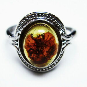 Ao[ O t[TCY 15 amber ring   w ANZT[ Y fB[X _ [։ [M 1/20] 115-4779