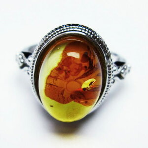 Ao[ O t[TCY 13  w amber ring  ANZT[ Y fB[X _ [։ [M 1/20] 115-4780