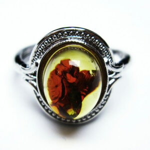 Ao[ O t[TCY 16 amber ring   w ANZT[ Y fB[X _ [։ [M 1/20] 115-4787