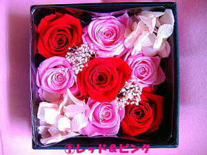 GKg{bNXt[ vU[uht[ uU[uht[ uU[h uU[ut[ a o[Xf[ ̓ zCgf[ NX}X v[g LO 