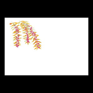 38cm㎿}bg@@201-10233(Z106-324)e[u}bg `}bg }bg  y[p[ y[p[}bg { 38×26cm 100 ĝ ĝă}bg a  aH  