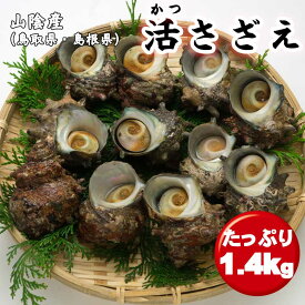 生 サザエ 天然 冷蔵 さざえ 栄螺 産地直送 日本海 山陰 お取り寄せグルメ　※北海道・東北・沖縄・離島には送れません。送料無料