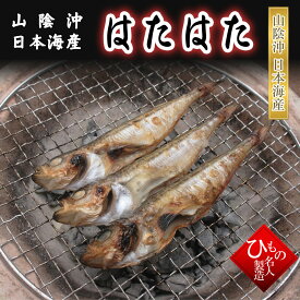 はたはた（白はた） 干物（単品） 山陰沖日本海産（鳥取県・島根県産）【 お礼 】【 お祝い 】