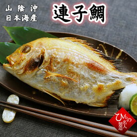 単品 連子鯛丸干し 1尾 れんこだい 干物 ひもの お取り寄せグルメ 山陰沖日本海産　【 お礼 】【 お祝い 】