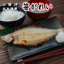 単品 笹かれい 干物 1尾 100g（やなぎかれい） 山陰沖日本海産（鳥取県・島根県産）【 お礼 】【 お祝い 】