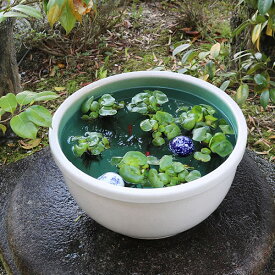 楽天市場 睡蓮 鉢 陶器の通販
