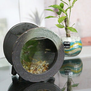 メダカ 水槽 金魚鉢 ガラスの人気商品 通販 価格比較 価格 Com
