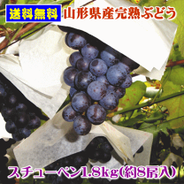 楽天市場】青森 ぶどう スチューベンの通販