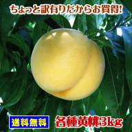山形県産ちょっと訳有りだからお買得！各種黄桃3kg（約8玉～13玉入り）【選択欄より品種のご指定をお願い…