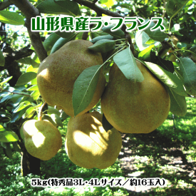 ラ・フランス（特秀品）5kg（3L・4Lサイズ）【送料無料(※但し、沖縄県・離島へのお届けの場合は、別途送料が500円かかります)】【食べ頃予定日の記載あり】