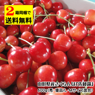 【クール便（無料）でのお届けとなります】山形県産さくらんぼ（佐藤錦）600g（秀・優品/L・Mサイズ混合…