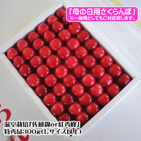 山形県産温室栽培さくらんぼ（佐藤錦or紅秀峰）手詰め300g特秀品（大玉Lサイズ以上）【母の日用】【ご贈答用】【各種熨斗対応可】【配達指定可】【一般対応可】※尚、沖縄県と離島への配達の場合は、送料が別途500円かかります。