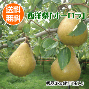 ���m���I�[�����i�G�i�j3kg�i��11�ʓ���j�y(�A���A���ꌧ�E�ꕔ�����ւ̂��͂��͕ʓr������800�~������܂�)�z