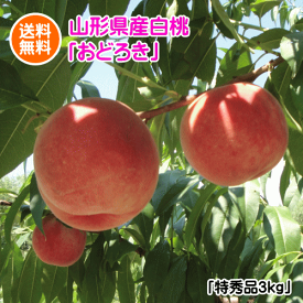【配達日のご指定は不可となります】山形県産おどろき（硬い白桃/特秀品）3kg(但し、沖縄県・離島へのお届けは別途送料が500円かかります)