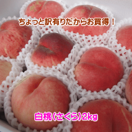 【配達日のご指定不可】山形県産ちょっと訳有りだからお買得！白桃2kg満杯詰め※対象品種は「さくら（硬…