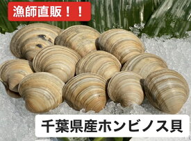 【送料無料】　どこよりも安く！！3L ホンビノス貝　【250～350g／個】　　産地直送！どこよりも安く！！※写真の個数とは異なります