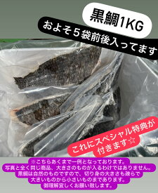 【冷凍】黒鯛　切り身　1kg入り　　☆スペシャル特典付き☆