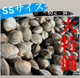 【超お買い得】【早い者勝ち！！】　【送料無料】活ホンビノス貝★SSサイズ★　3kg入り