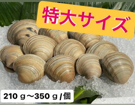 【送料無料】　どこよりも安く！！3L ホンビノス貝　【210～350g／個】　　産地直送！どこよりも安く！！※写真の個数とは異なります