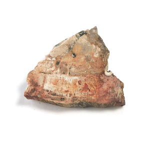 yN[|10%OFFzygt@ChEbh  Yn }_KXJ Petrified Wood ] Ζ EbhXg[ Vt@ChEbh VR z 1_ iBe WOP-149