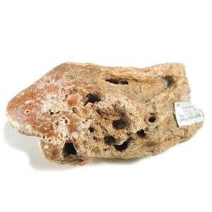 yN[|10%OFFzygt@ChEbh  Yn }_KXJ Petrified Wood ] Ζ EbhXg[ Vt@ChEbh bhWXp[ 1_ iBe WOPB-3