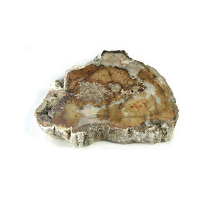 yN[|10%OFFzygt@ChEbh  Yn }_KXJ Petrified Wood ] Ζ EbhXg[ Vt@ChEbh VR z 1_ iBe WOP-168