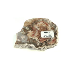 yN[|10%OFFzygt@ChEbh  Yn }_KXJ Petrified Wood ] Ζ EbhXg[ Vt@ChEbh VR z 1_ iBe WOP-170