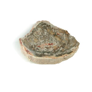 yN[|10%OFFzygt@ChEbh  Yn }_KXJ Petrified Wood ] Ζ EbhXg[ Vt@ChEbh VR z 1_ iBe WOP-171