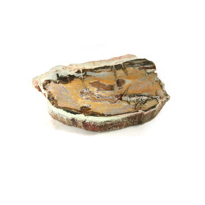 yN[|10%OFFzygt@ChEbh  Yn }_KXJ Petrified Wood ] Ζ EbhXg[ Vt@ChEbh VR z 1_ iBe WOP-176