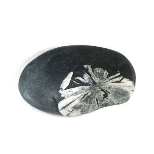 yN[|10%OFFzeԐ NTX}Xg[ F D S⒆̕ 1_ iBe KIK-65