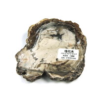 楽天市場】珪化木（天然石（原石）｜パワーストーン）：占い・開運 
