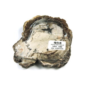 【クーポンで10%OFF】ペトリファイドウッド 原石 産地 マダガスカル Petrified Wood 珪化木 化石木 ウッドストーン シリリファイドウッド 天然石 鉱物 1点もの 現品撮影 WOP-188