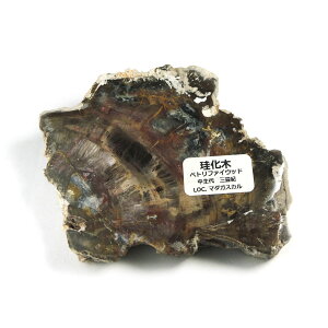 yN[|10%OFFzygt@ChEbh  Yn }_KXJ Petrified Wood ] Ζ EbhXg[ Vt@ChEbh VR z 1_ iBe WOP-189