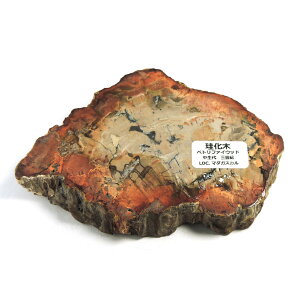 yN[|10%OFFzygt@ChEbh  Yn }_KXJ Petrified Wood ] Ζ EbhXg[ Vt@ChEbh VR z 1_ iBe WOP-190