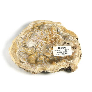 yN[|10%OFFzygt@ChEbh  Yn }_KXJ Petrified Wood ] Ζ EbhXg[ Vt@ChEbh VR z 1_ iBe WOP-194