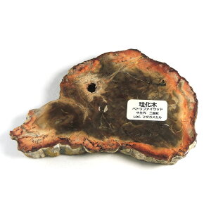 yN[|10%OFFzygt@ChEbh  Yn }_KXJ Petrified Wood ] Ζ EbhXg[ Vt@ChEbh VR z 1_ iBe WOP-195