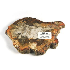 yN[|10%OFFzygt@ChEbh  Yn }_KXJ Petrified Wood ] Ζ EbhXg[ Vt@ChEbh VR z 1_ iBe WOP-193