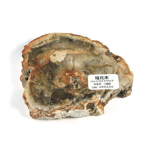 yN[|10%OFFzygt@ChEbh  Yn }_KXJ Petrified Wood ] Ζ EbhXg[ Vt@ChEbh VR z 1_ iBe WOP-196