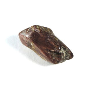 �y�N�[�|����10%OFF�z�y�g���t�@�C�h�E�b�h ���� �Y�n �}�_�K�X�J�� Petrified Wood �]���� ���Ζ� �E�b�h�X�g�[�� �V�����t�@�C�h�E�b�h �V�R�� �z�� 1�_���� ���i�B�e WOM-5