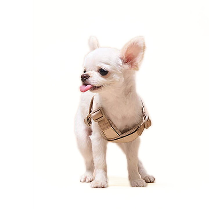 楽天市場】【6/25迄エントリーで11倍確定】ミリオン ハーネス 小型犬 X 