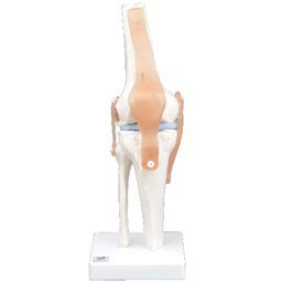 膝 関節 模型 安価なのに高品質 返品送料無料 膝関節模型 IK61 70％OFFアウトレット トワテック