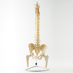 【実物大】脊椎模型　脊柱模型可動型 脊柱模型 大腿骨付きモデル 人骨格模型　人体模型　神経/ヘルニア/椎間板 | 鍼灸・サロン用品 トワテック