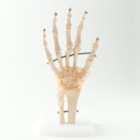 手関節模型 靭帯付き 人体模型